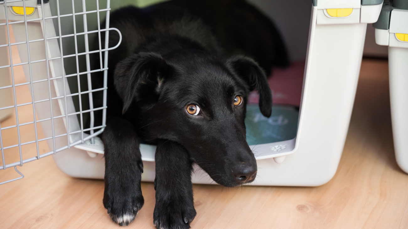 Why do you put a online blanket over a dog crate